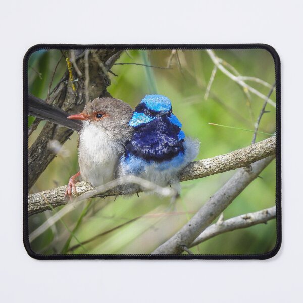 Item preview, Superb Fairywren Pair designed and sold by Kathie Thomas.