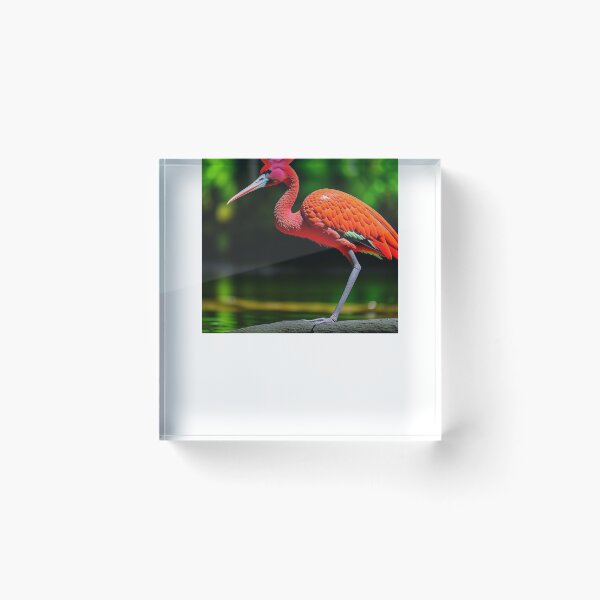 Item preview, Scarlet Ibis, Red Ibis designed and sold by nicheteees.