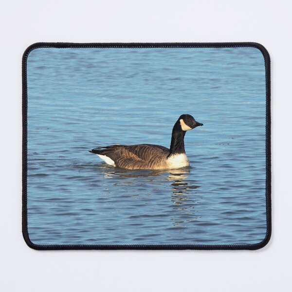 Item preview, Canada Goose Swimming In The Water designed and sold by BackyardBirder.
