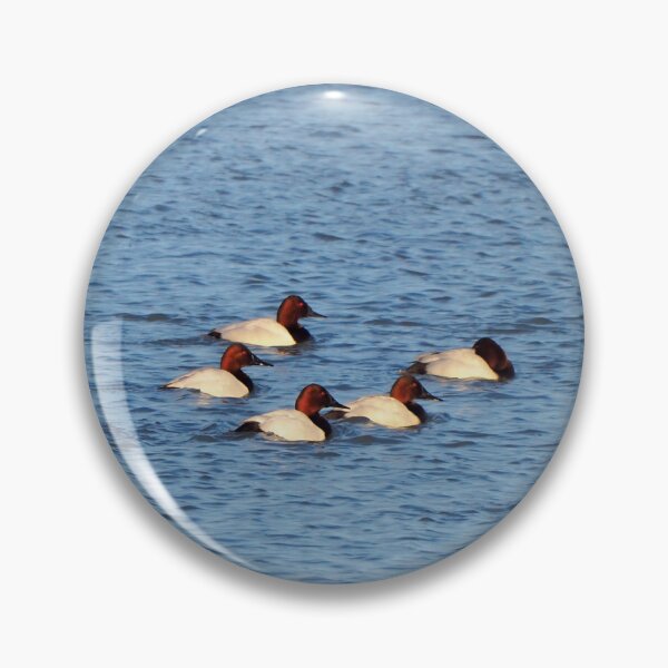 Item preview, Canvasback Duck Flock Swimming Down a River designed and sold by BackyardBirder.