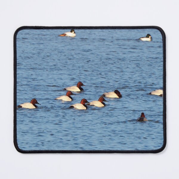 Item preview, Canvasback Duck Flock Swimming Down a River designed and sold by BackyardBirder.