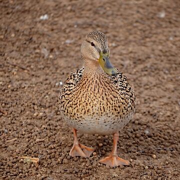 Artwork thumbnail, Camouflage Duck by farmbrough
