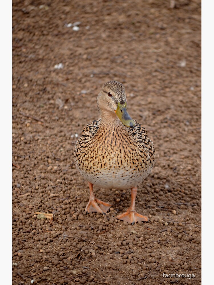 Thumbnail 3 of 3, Sticker, Camouflage Duck designed and sold by farmbrough.