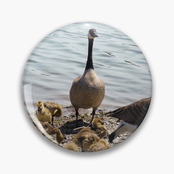 Item preview, Canada Goose Parents With Their Goslings designed and sold by BackyardBirder.