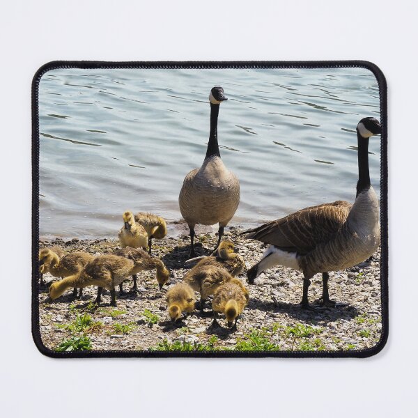 Item preview, Canada Goose Parents With Their Goslings designed and sold by BackyardBirder.