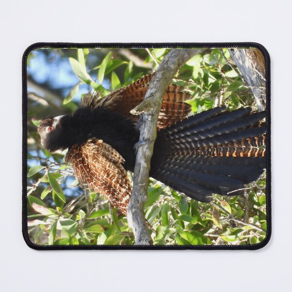 Item preview, Pheasant Coucal having a stretch designed and sold by Mark Grimsley.