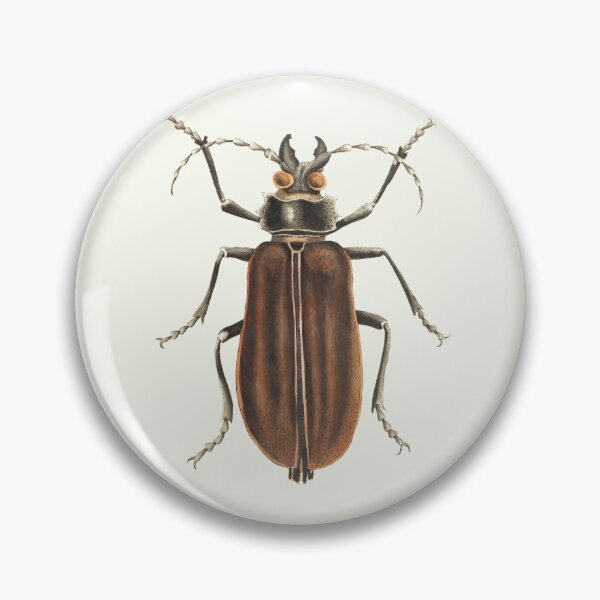Item preview, Vintage Cerambyx Brown Beetle designed and sold by Piccolo Fiore Prints.