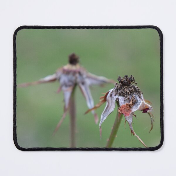 Item preview, Rose hip designed and sold by Calidris Fotografie Steffi & Ben Köppler.