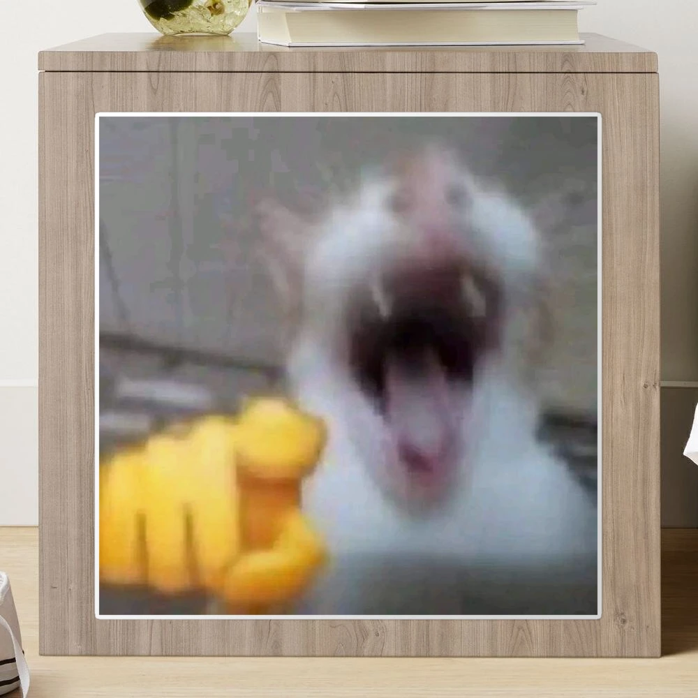 Cat Pointing and laughing at you meme - EI Gato Riendo