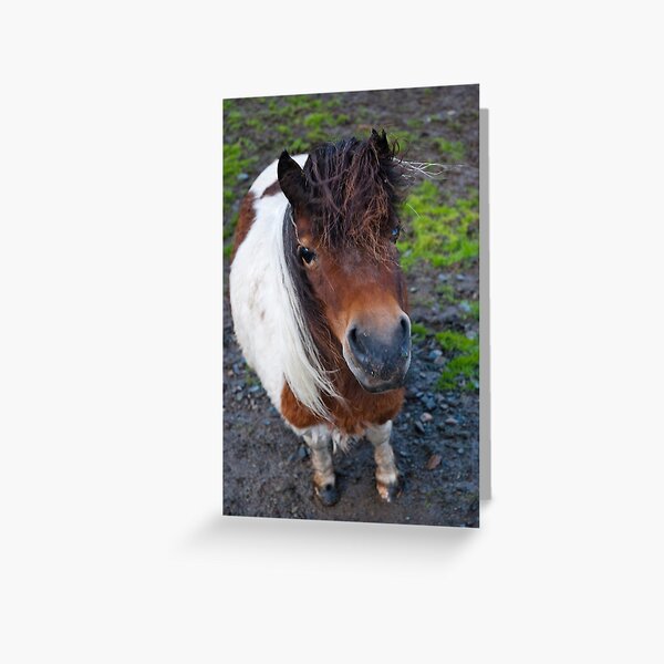 Item preview, Shetland Poney designed and sold by marychaco.