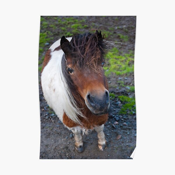Shetland Poney Poster