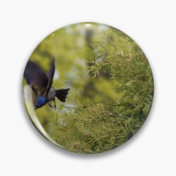 Item preview, Male Common Grackle in Flight designed and sold by RPoli3.