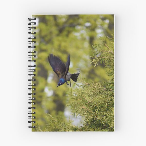 Item preview, Male Common Grackle in Flight designed and sold by RPoli3.