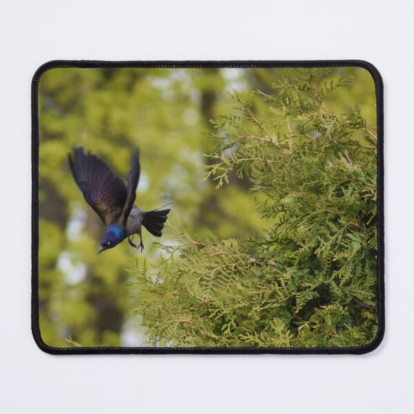 Item preview, Male Common Grackle in Flight designed and sold by RPoli3.