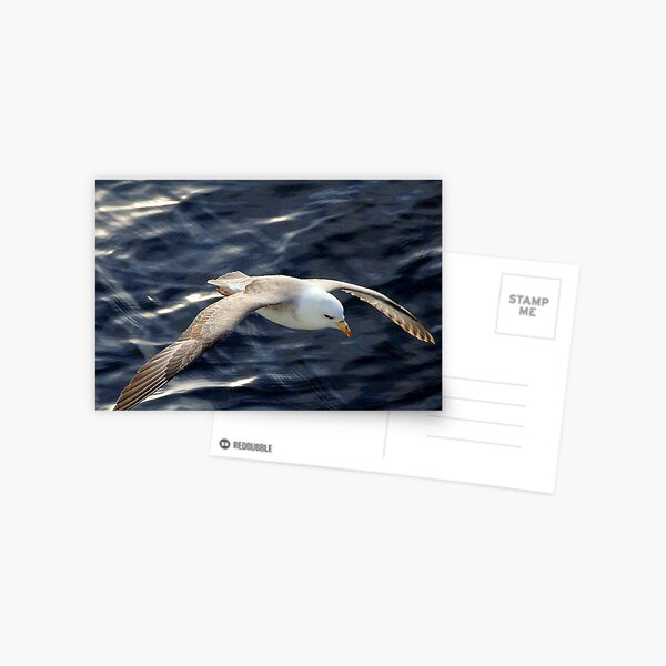 Glide Postcard