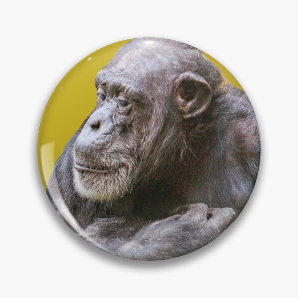 Item preview, Chimpanzee - Watching the World go by designed and sold by Dalyndigital Photography.