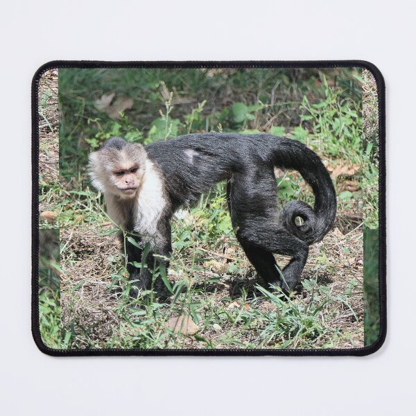 Item preview, vr 3575- 3/ finition 2023  singes : les Capucins à épaule blanches -  Okaio Créations Olavia-Olao designed and sold by o.okaïo.