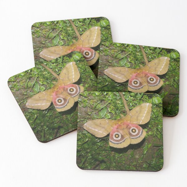 Item preview, Gonimbrasia conradsi (Silkmoth) designed and sold by Entomologist.