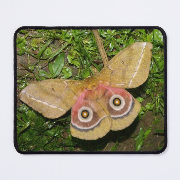 Item preview, Gonimbrasia conradsi (Silkmoth) designed and sold by Entomologist.