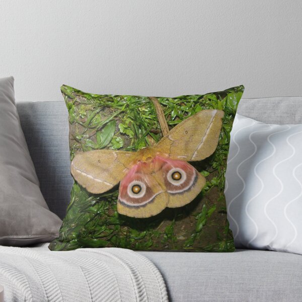 Item preview, Gonimbrasia conradsi (Silkmoth) designed and sold by Entomologist.