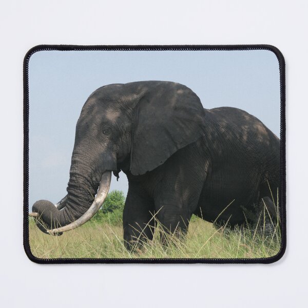 Item preview, African Elephant, Uganda (By Bart Coppens) designed and sold by Entomologist.