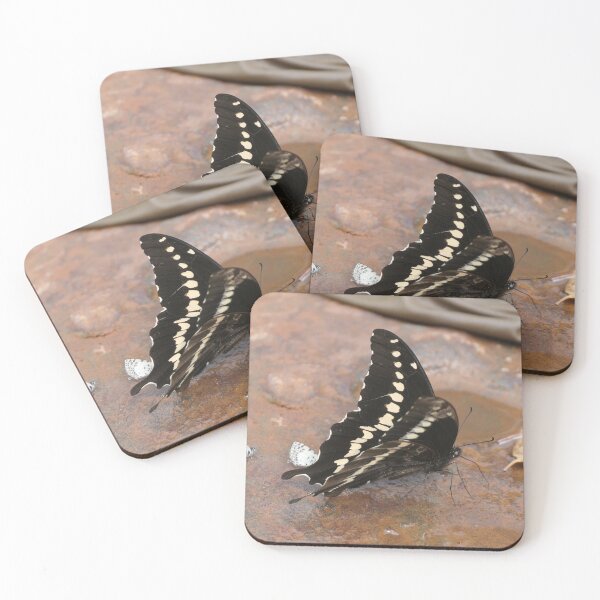 Item preview, Papilio mackinnoni / Mackinnon's swallowtail designed and sold by Entomologist.