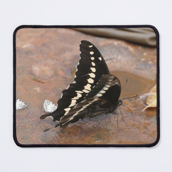 Item preview, Papilio mackinnoni / Mackinnon's swallowtail designed and sold by Entomologist.