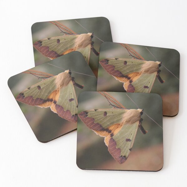 Item preview, Ophiusa tirhaca: Green Drab Moth designed and sold by Entomologist.