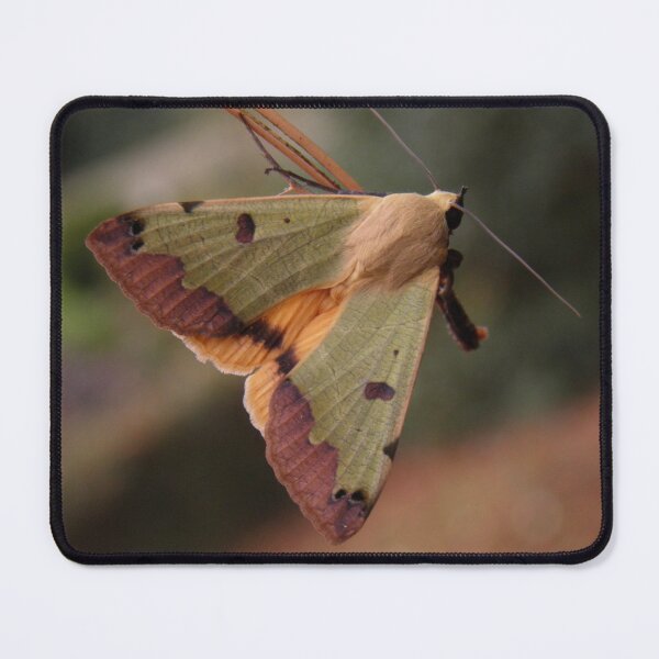 Item preview, Ophiusa tirhaca: Green Drab Moth designed and sold by Entomologist.