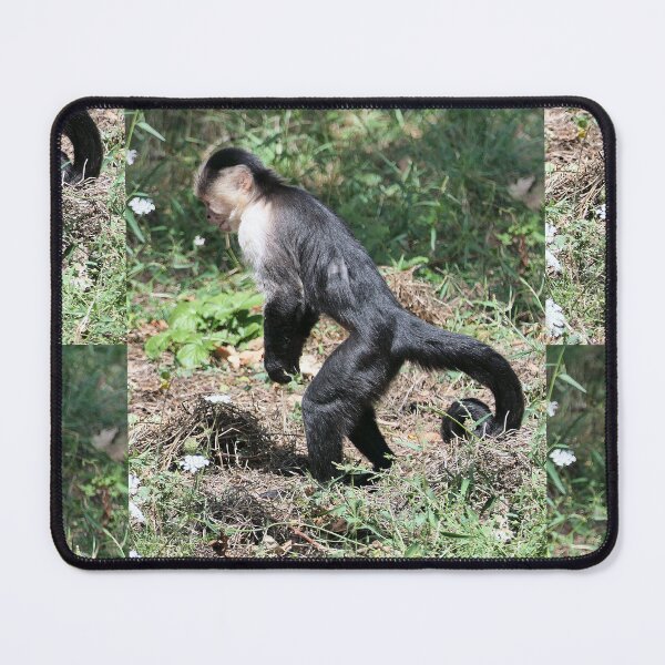 Item preview, vr 3576- 4/ finition 2023  singes : les Capucins à épaule blanches -  Okaio Créations Olavia-Olao designed and sold by o.okaïo.