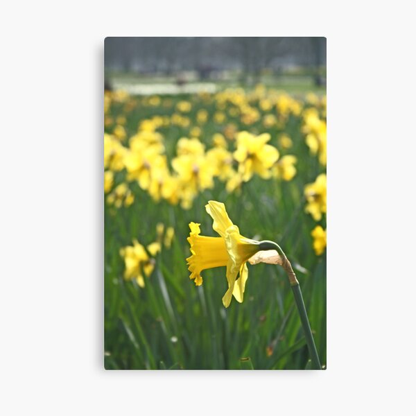 Fields of gold Canvas Print