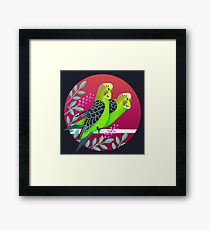 Wild Australian Budgerigars Framed Print