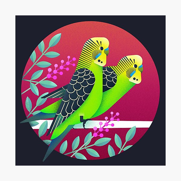 Wild Australian Budgerigars Photographic Print