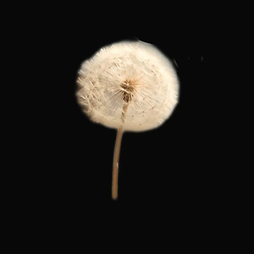 Artwork thumbnail, Dandelion by BubbleTextBox