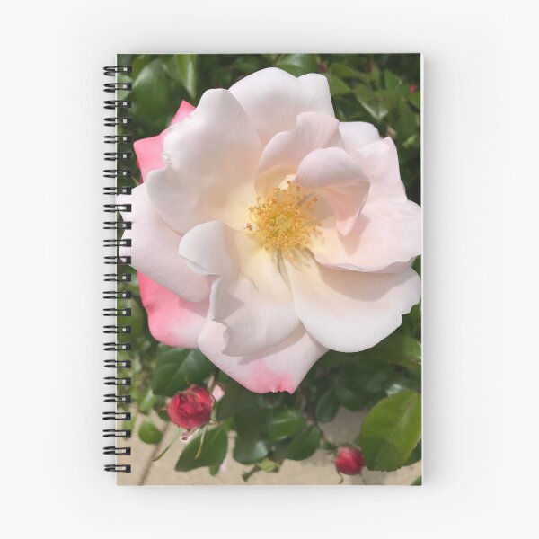 Item preview, Delicate China Rose  designed and sold by Sarah Meytin.