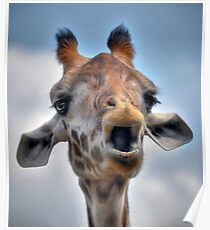 Giraffe Poster