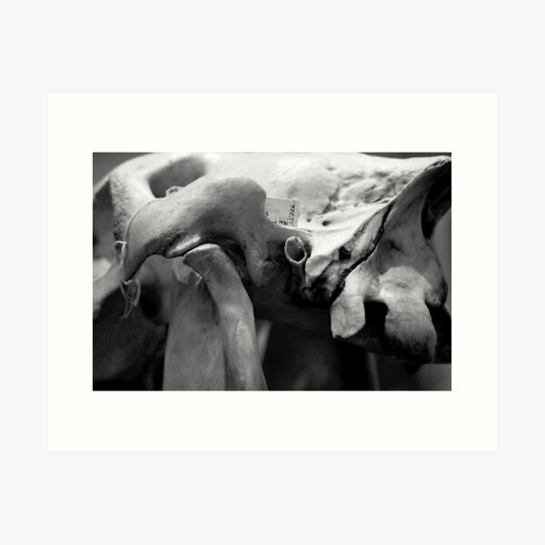 Item preview, SKULL 003 - Abstract Gothic Photography - Specimen designed and sold by SageFolio.