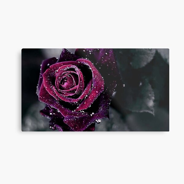 3dRose Stamp City - T-Shirts Close up Photo of a Hydrangea Flower About to Burst in Purple Flowers 3dRose Stamp City - T-Shirts Close up Photo of a Hydrangea Flower About to Burst in Purple Flowers