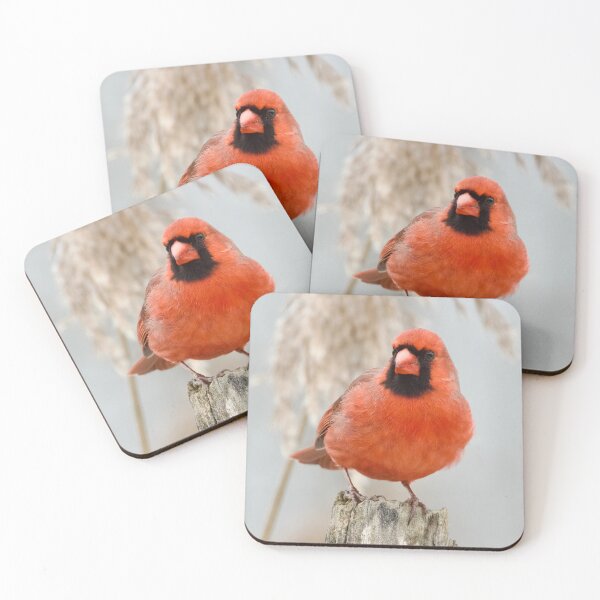 Aperçu de l'œuvre Posant un cardinal masculin créée et vendue par slgphotography.