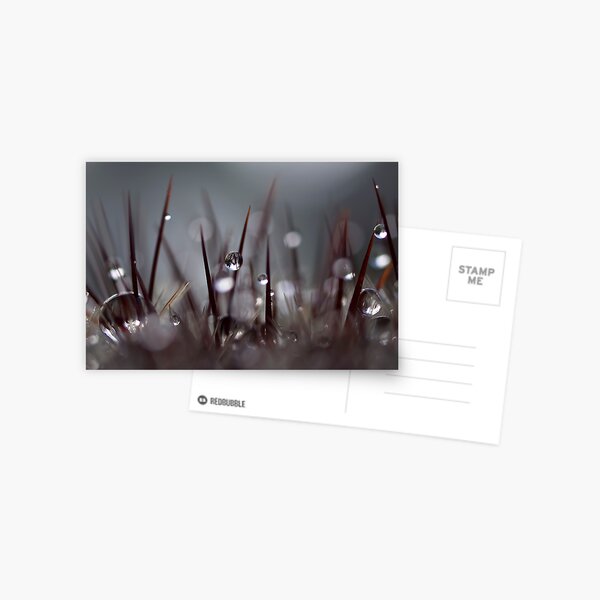 Piercing Beauty Postcard