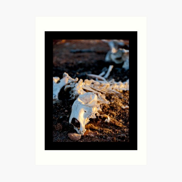 Ningaloo bones Art Print