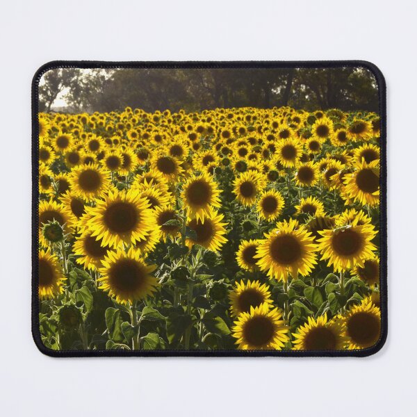 Item preview, Field of Sunflowers at Taylor Homestead in Vasse Western Australia designed and sold by Rainbow Farm Photography.