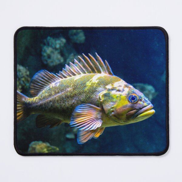 Item preview, Grumpy Rockfish designed and sold by Bonnie  Follett.