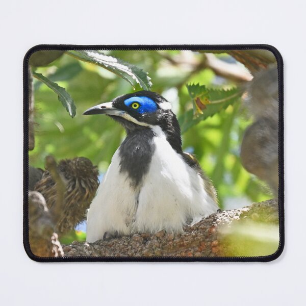 Item preview, Blue faced honey eater designed and sold by Doug Cliff.