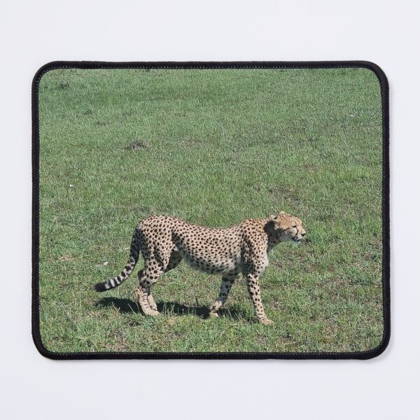 Item preview, Distinguished Cheetah designed and sold by annenambiro.