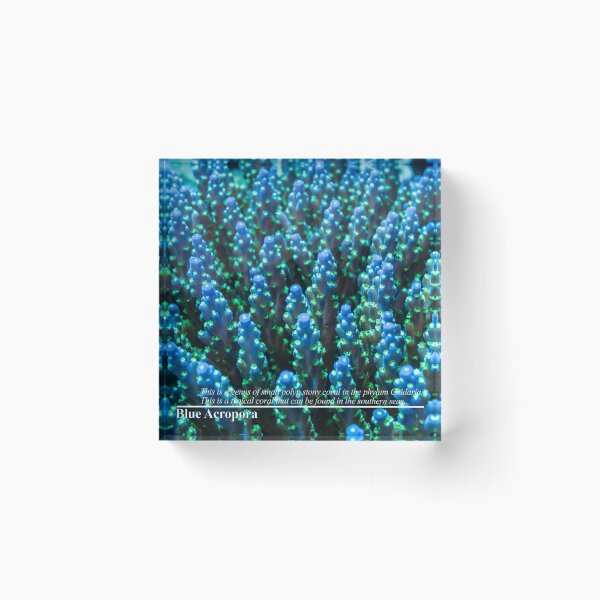Item preview, Blue Acropora designed and sold by tank200bar.