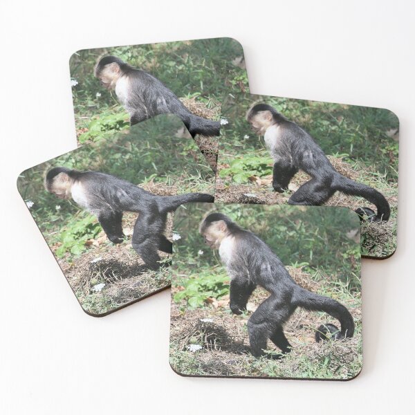 Item preview, vr 3576- 4/ finition 2023  singes : les Capucins à épaule blanches -  Okaio Créations Olavia-Olao designed and sold by o.okaïo.