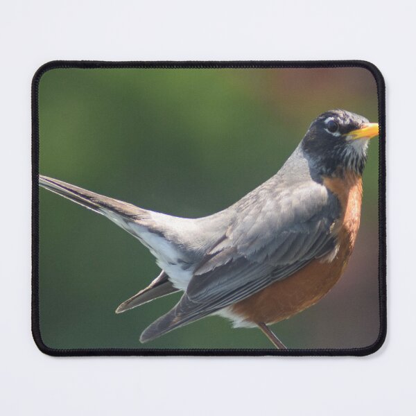 Item preview, American Robin Posing designed and sold by RPoli3.