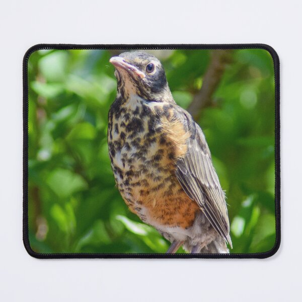 Item preview, American Robin Juvenile designed and sold by RPoli3.