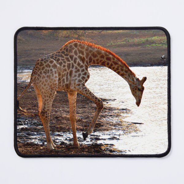 Item preview, Copy of Giraffe Zulu Nyala Game Reserve South Africa designed and sold by AndyEvansPhotos.